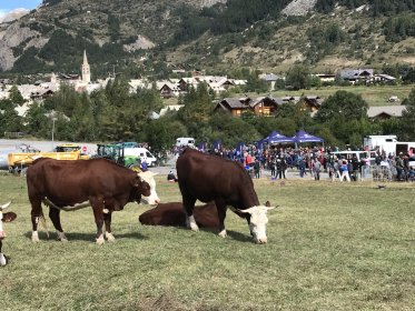 Foire aux bestiaux